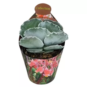 Cotyledon (Cotyledon orbiculata undulatum) w doniczce ø 6,5 cm