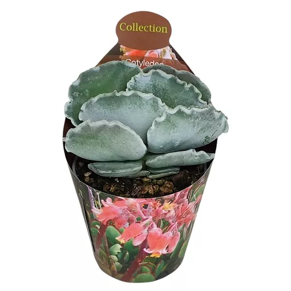 Cotyledon (Cotyledon orbiculata undulatum) w doniczce ø 6,5 cm