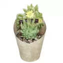 Kaktus (Dolichothele longimamma mostruosa) w doniczce ø 6,5 cm