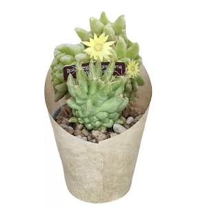 Kaktus (Dolichothele longimamma mostruosa) w doniczce ø 6,5 cm