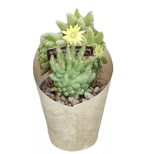 Kaktus (Dolichothele longimamma mostruosa) w doniczce ø 6,5 cm