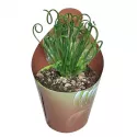 Albuca (Albuca spiralis) w doniczce ø 6,5 cm