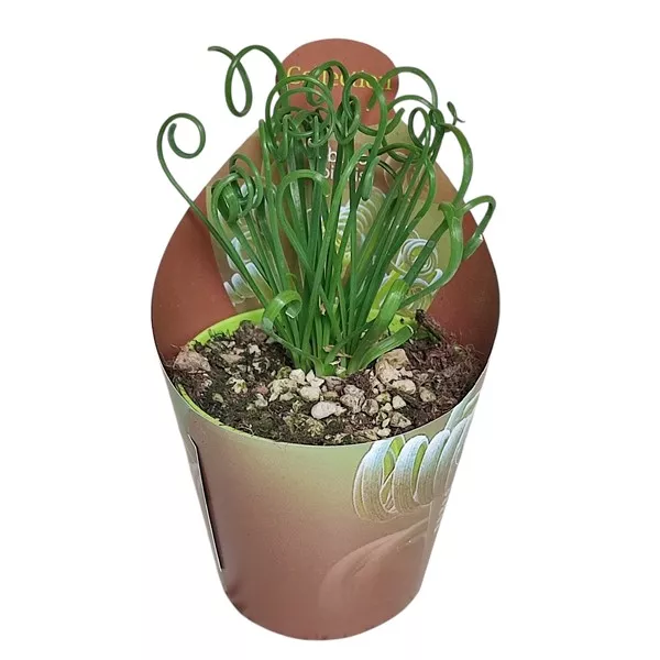 Albuca (Albuca spiralis) w doniczce ø 6,5 cm