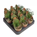Albuca (Albuca spiralis) w doniczce ø 6,5 cm