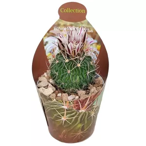 Kaktus (Echinofossulocactus multicostatus) w doniczce ø 6,5 cm