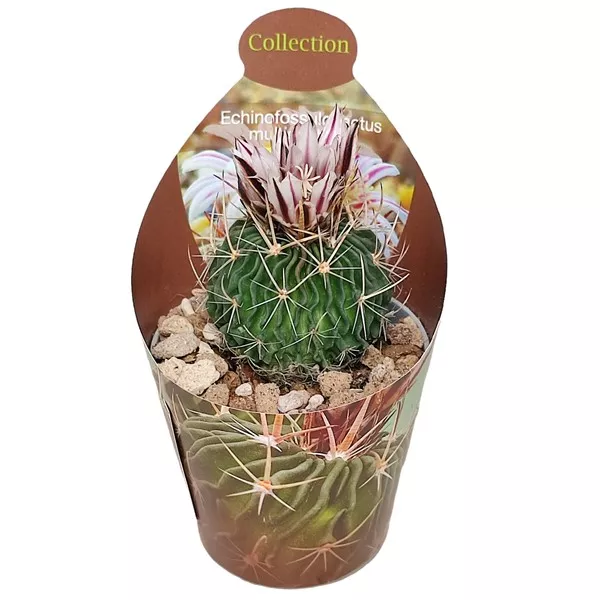 Kaktus (Echinofossulocactus multicostatus) w doniczce ø 6,5 cm
