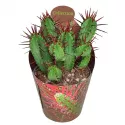 Euphorbia (Euphorbia enopla) w doniczce ø 6,5 cm