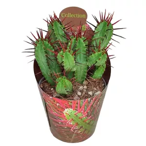 Euphorbia (Euphorbia enopla) w doniczce ø 6,5 cm