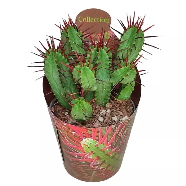 Euphorbia (Euphorbia enopla) w doniczce ø 6,5 cm