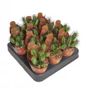 Euphorbia (Euphorbia enopla) w doniczce ø 6,5 cm