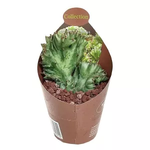 Euphorbia (Euphorbia lactea crestata) w doniczce ø 6,5 cm