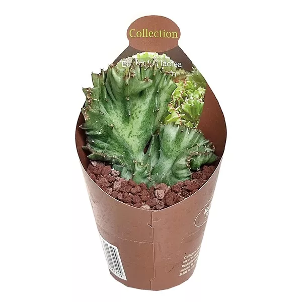 Euphorbia (Euphorbia lactea crestata) w doniczce ø 6,5 cm