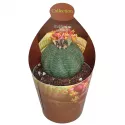 Euphorbia (Euphorbia obesa) w doniczce ø 6,5 cm