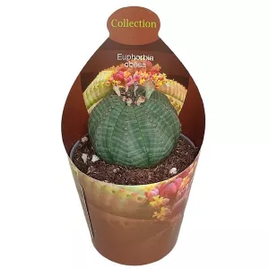 Euphorbia (Euphorbia obesa) w doniczce ø 6,5 cm