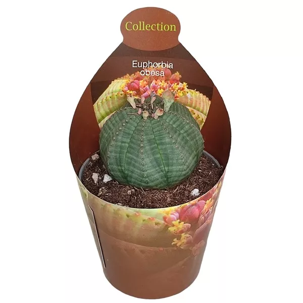 Euphorbia (Euphorbia obesa) w doniczce ø 6,5 cm