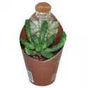 Euphorbia (Euphorbia inermis) w doniczce ø 6,5 cm