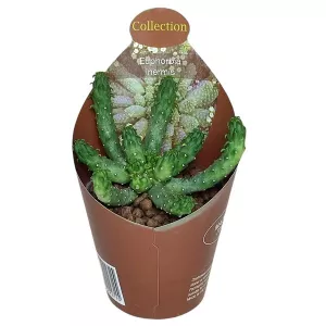Euphorbia (Euphorbia inermis) w doniczce ø 6,5 cm