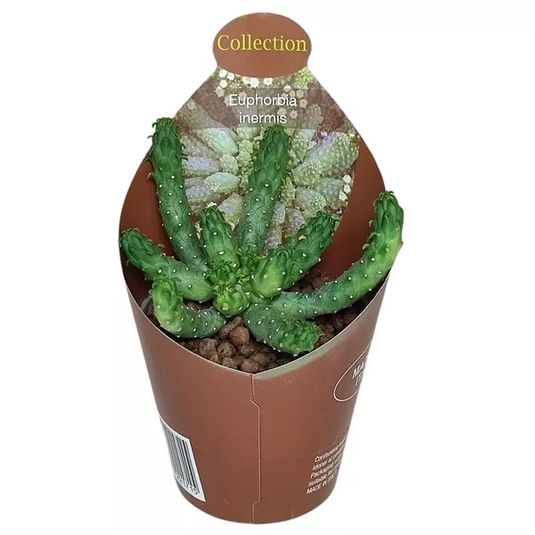 Euphorbia (Euphorbia inermis) w doniczce ø 6,5 cm