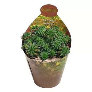Euphorbia (Euphorbia Susannae) w doniczce ø 6,5 cm