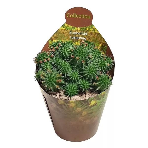 Euphorbia (Euphorbia Susannae) w doniczce ø 6,5 cm