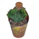 Euphorbia (Euphorbia triangularis crestata) w doniczce ø 6,5 cm