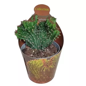 Euphorbia (Euphorbia triangularis crestata) w doniczce ø 6,5 cm