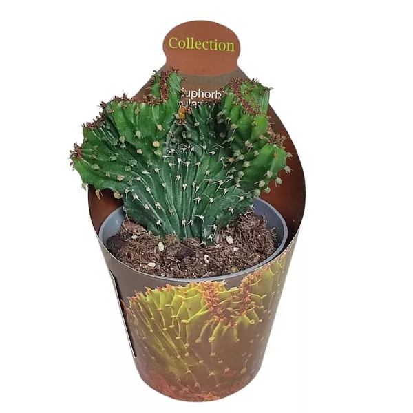 Euphorbia (Euphorbia triangularis crestata) w doniczce ø 6,5 cm