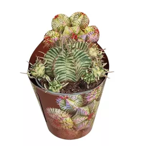 Kaktus (Euphorbia meloformis variegata) w doniczce ø 6,5 cm