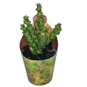 Euphorbia (Euphorbia lenewtonii) w doniczce ø 6,5 cm