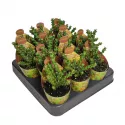 Euphorbia (Euphorbia lenewtonii) w doniczce ø 6,5 cm