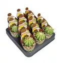 Kaktus (Ferocactus glaucescens inermis) w doniczce ø 6,5 cm