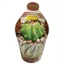 Kaktus (Ferocactus glaucescens inermis) w doniczce ø 6,5 cm