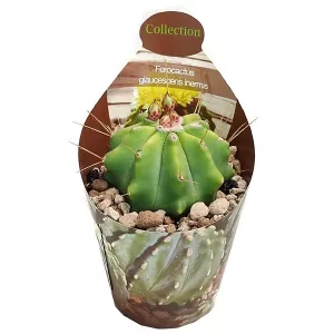 Kaktus (Ferocactus glaucescens inermis) w doniczce ø 6,5 cm