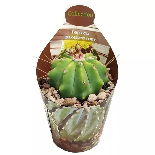Kaktus (Ferocactus glaucescens inermis) w doniczce ø 6,5 cm