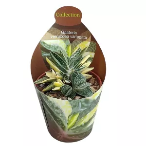 Gasteria (Gasteria verrucosa variegata) w doniczce ø 6,5 cm