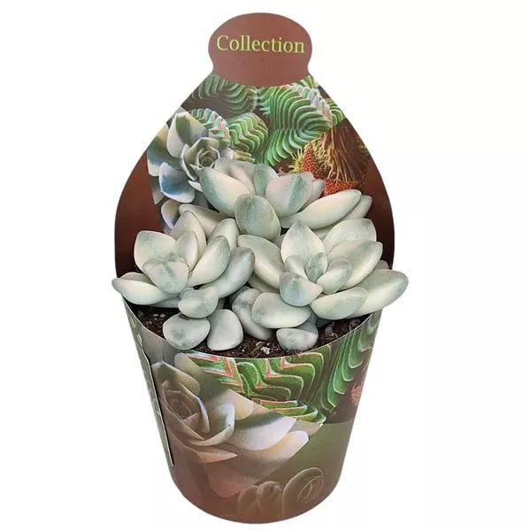 Graptoveria (Graptoveria titubans variegata) w doniczce ø 6,5 cm