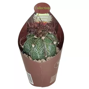 Kaktus (Astrophytum capricorne) w doniczce ø 6,5 cm