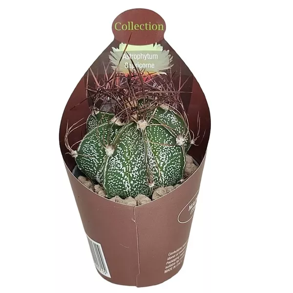 Kaktus (Astrophytum capricorne) w doniczce ø 6,5 cm