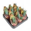 Haworthia (Haworthia glauca) w doniczce ø 6,5 cm