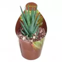 Haworthia (Haworthia glauca) w doniczce ø 6,5 cm