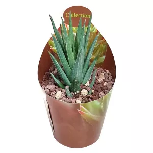 Haworthia (Haworthia glauca) w doniczce ø 6,5 cm