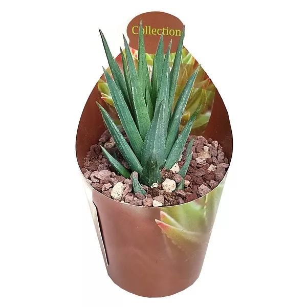 Haworthia (Haworthia glauca) w doniczce ø 6,5 cm