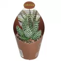 Haworthia (Haworthia papillosa) w doniczce ø 6,5 cm