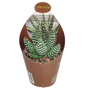 Haworthia (Haworthia papillosa) w doniczce ø 6,5 cm