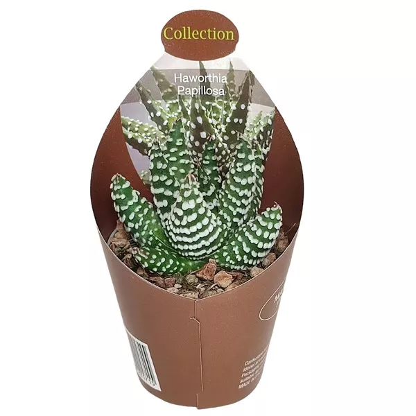 Haworthia (Haworthia papillosa) w doniczce ø 6,5 cm