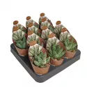 Haworthia (Haworthia papillosa) w doniczce ø 6,5 cm