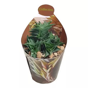 Haworthia (Haworthia viscosa) w doniczce ø 6,5 cm