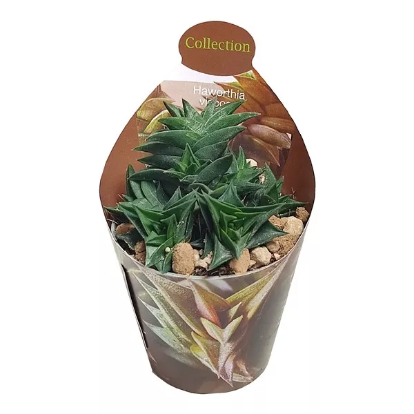 Haworthia (Haworthia viscosa) w doniczce ø 6,5 cm