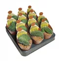 Kaktus (Mammillaria spinosissima un pico crestata) w doniczce ø 6,5 cm