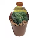 Kaktus (Mammillaria spinosissima un pico crestata) w doniczce ø 6,5 cm